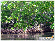 Le charme de la mangrove